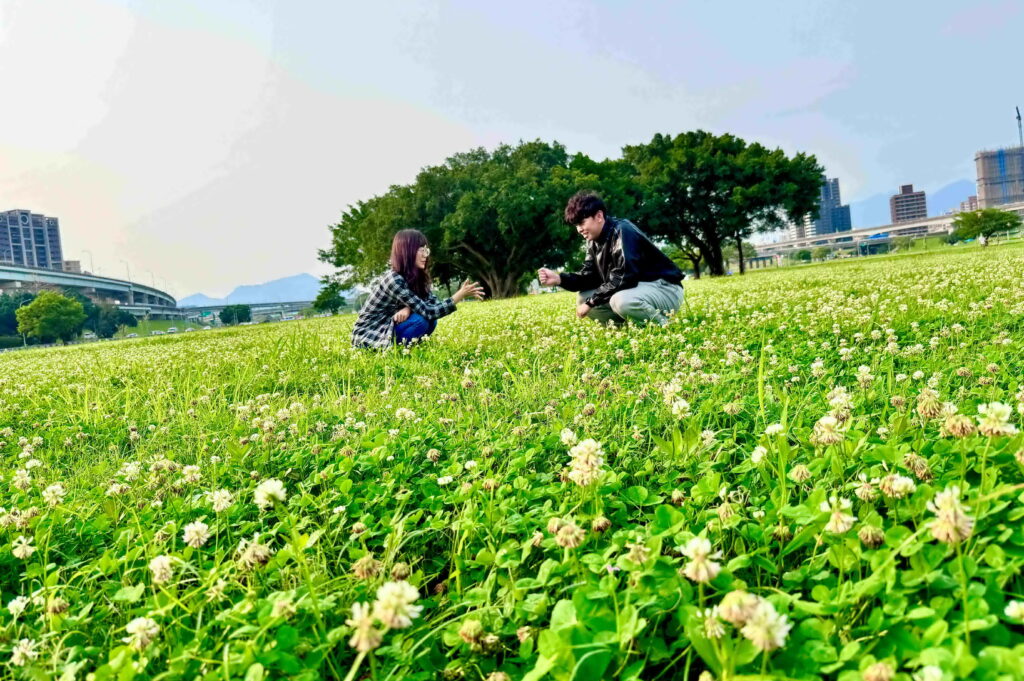 徜徉在新北大都會公園內白花三葉草裡的甜蜜時光 1