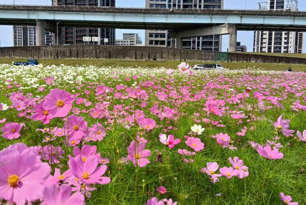 走進新北大都會花海粉嫩花海裡～