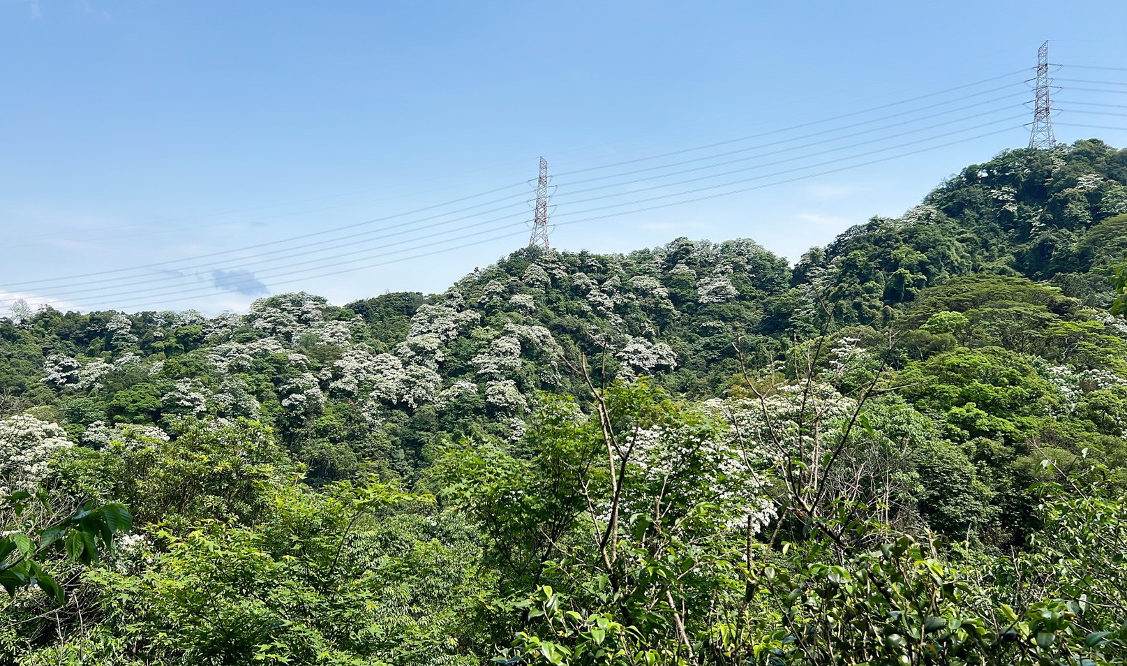 雪白油桐花悄然綻放　土城三大賞桐景點迎五月雪美景