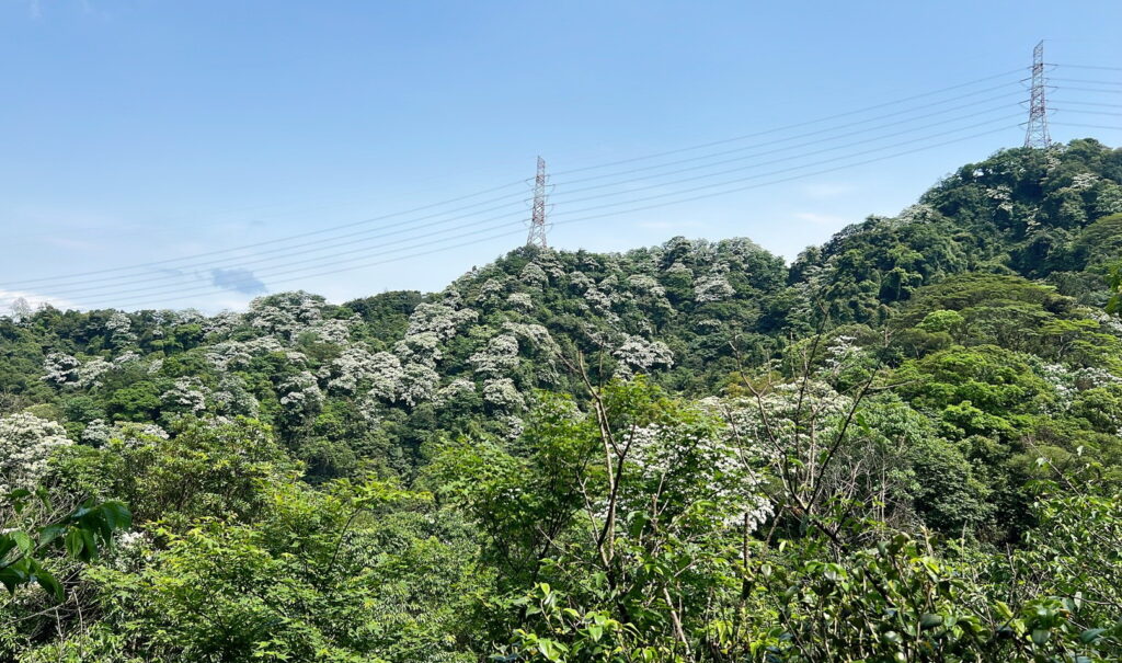 4 登上太極嶺可欣賞山間綻放於樹梢的雪白油桐花，令人心曠神怡