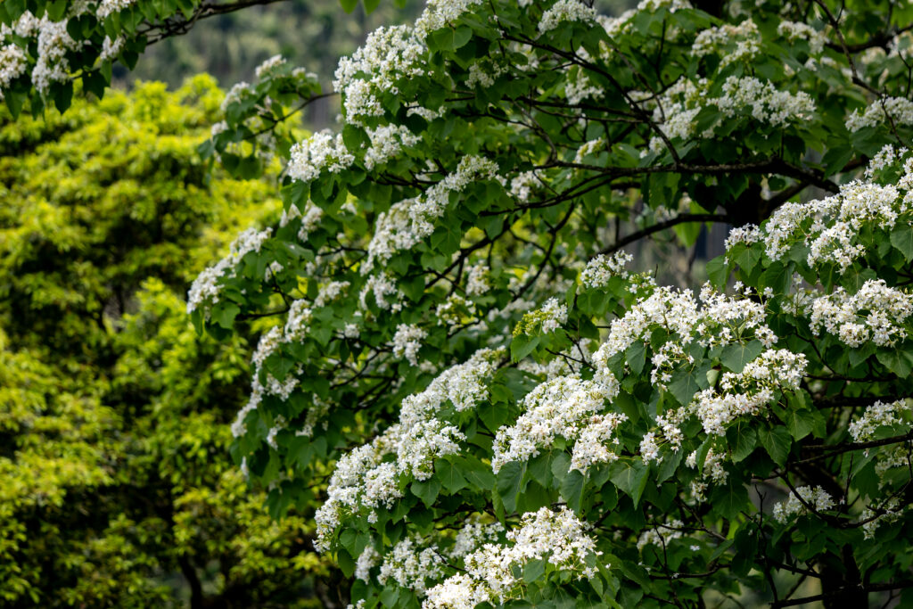 1 土城區桐花公園雪白油桐花已綻放，邀請民眾走進山林，享受這份季節限定的雪白浪漫圖為新北市客家局提供 1