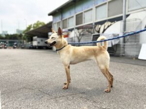 《圖說》受傷犬隻經妥善醫療與照護後，已恢復健康，並安置於板橋動物之家，放風開心模樣。〈動保處提供〉
