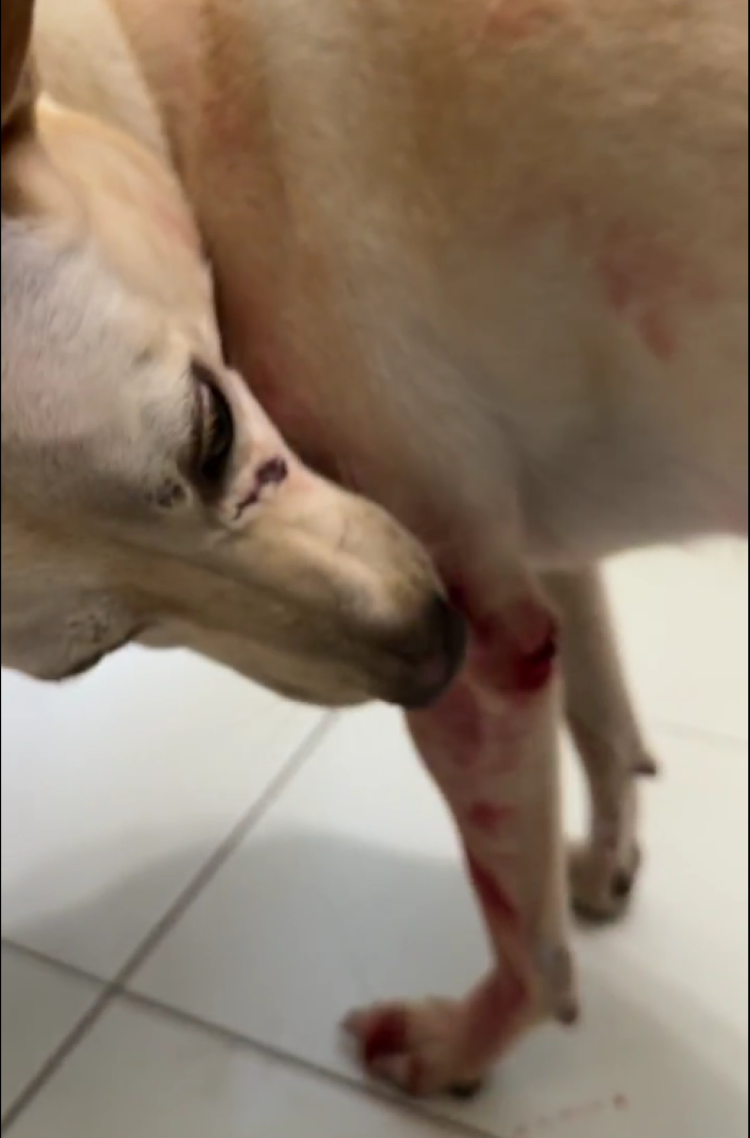 《圖說》犬隻舔拭傷口。〈動保處提供〉